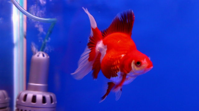 gold fish swimming in aquarium fish tank