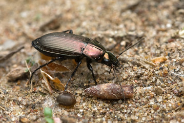 Ground beetle - Powered by Adobe