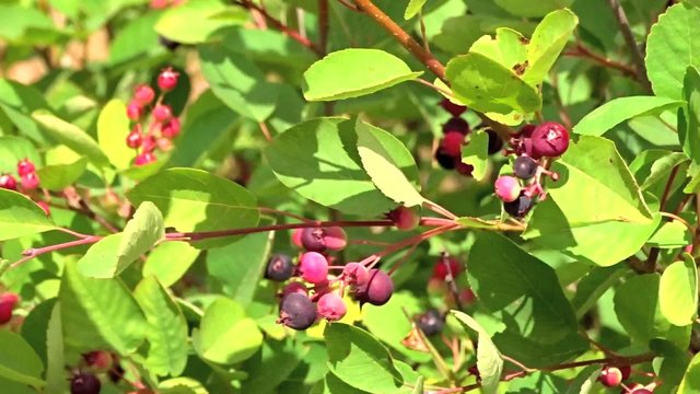 Picking berries