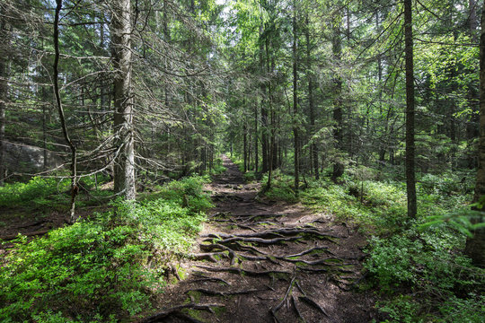 Fototapeta Nuuksio National Park