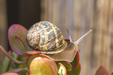 Un escargot au sommet d'une plante grasse