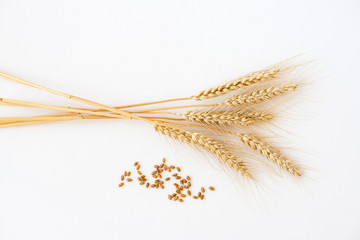 Stalks of wheat isolated on white