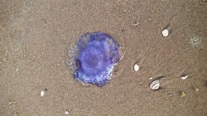 Jellyfish on the sand