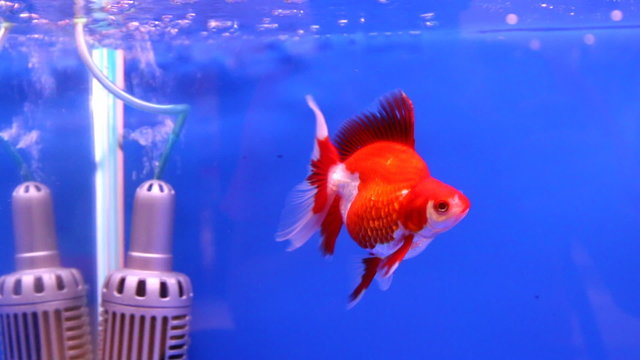 gold fish swimming in aquarium fish tank
