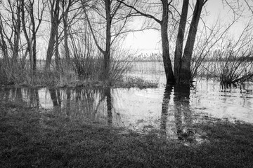 Flooded river banks with bare trees