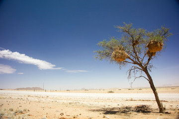 Fototapeta na wymiar Baum mit Nestern vom Webervogel