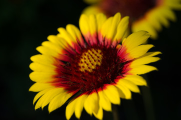 Blossoming flowers