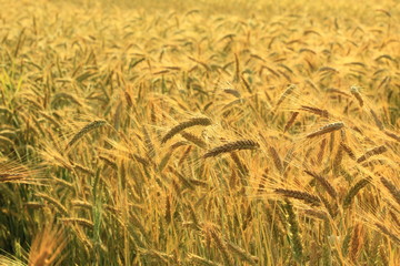 field of gold and ripe ears of corn