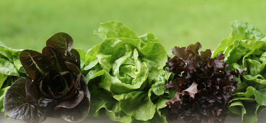 row of green and red lettuce - obrazy, fototapety, plakaty