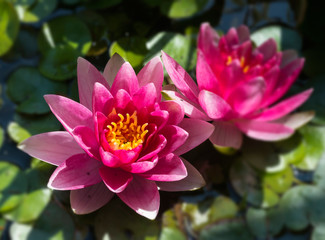 Fototapeta premium Seerose
