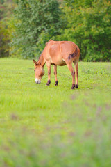 Naklejka na ściany i meble Horse relax in grassland