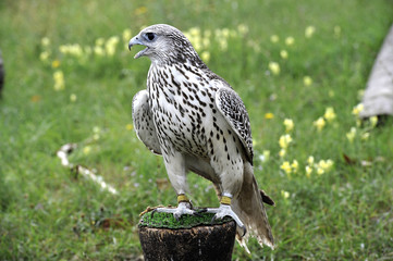 Falco 
