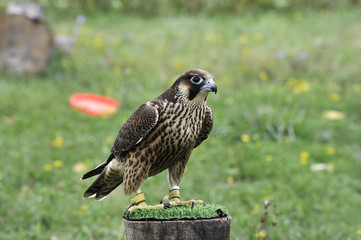 Falco 