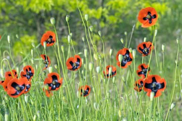Red poppies on a green meadow