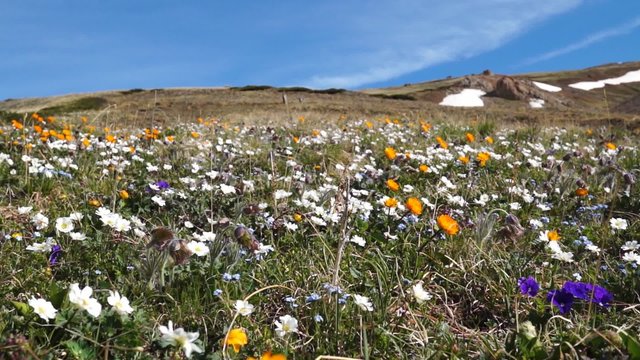 Meadow with flowers in full blossom

