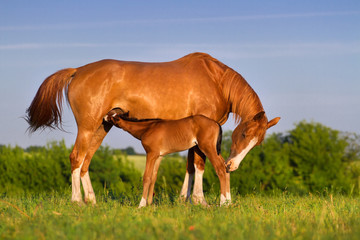 Obraz premium Colt drink milk from mare in pasture 