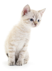 Kitten on a white background