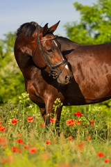 Fototapeta premium Bay stallion horse in red poppy flowers