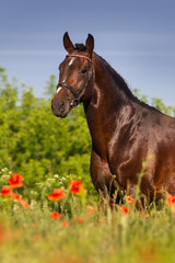 Portrait of beautiful bay stallion in red poppy flowers