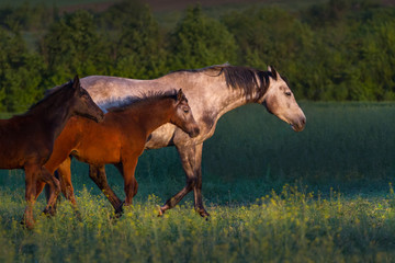 Grey horse with two foals walk on pasture in the evening