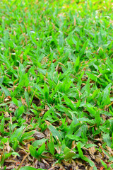 grasses