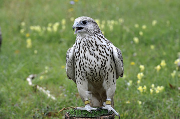 Falco 