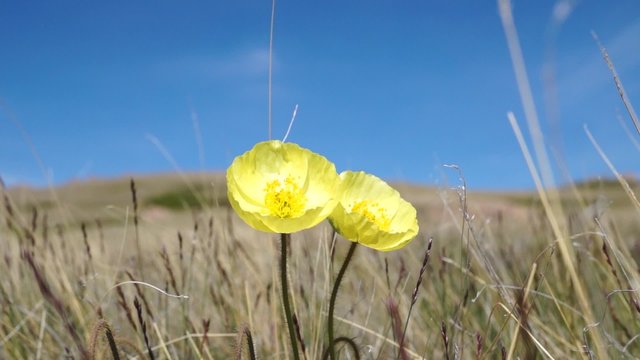 Meadow with flowers in full blossom

