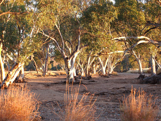 Gum trees in the dry Roe creek river bed in the late afternoon near Simpsons Gap in the McDonnell...
