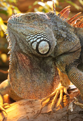 Fototapeta premium Leguan