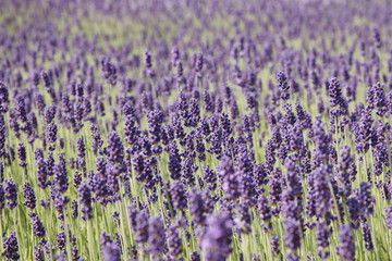 Fototapeta na wymiar lavendelfeld