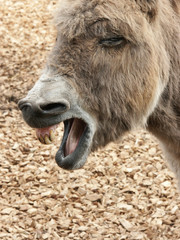 Fototapeta premium Esel