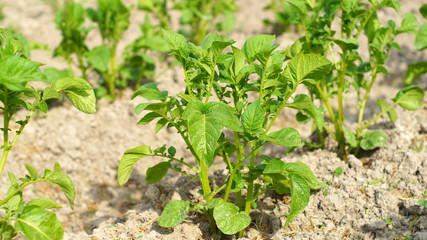 Young potato plants on the garden-beds
