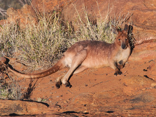 Kangaroo, Macropus rufus, resting in the warm morning sun at a outback rock formation near Alice...