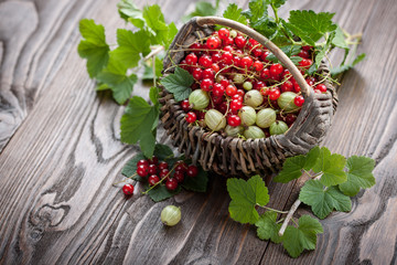 Ripe currant gooseberry in the basket