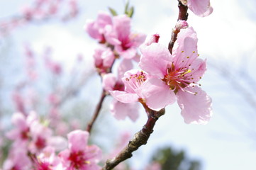 Fleurs de prunier