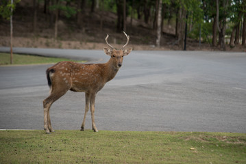 Deer on road.