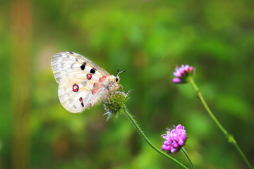 Red Apollo Butterfly