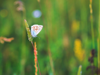 Blue Gossamer winged Butterfly in the evening sun