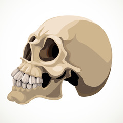 Skull isolated on a white background