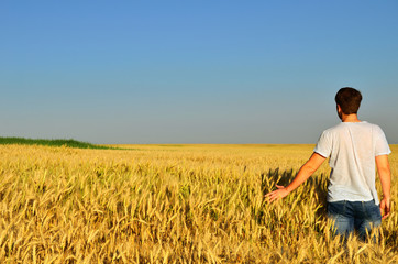 Naklejka na ściany i meble young man looks into the distance in a barley field