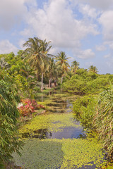Fototapeta na wymiar Pond in QE II Botanic Park on Grand Cayman Island