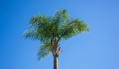 Palm Tree 1