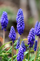 Traubenhyazinthe, Lilien im Frühling!