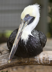 closeup portrait of a brown pelican bird
