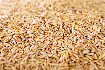 Wheat - studio shot shalow depth of field