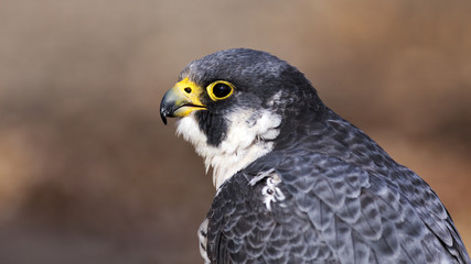 closeup of a Peregrine Falcon