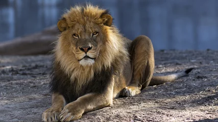 Crédence de cuisine en verre imprimé Lion Male lion relaxing