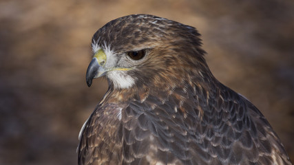 closeup portrait of a red tail hawk