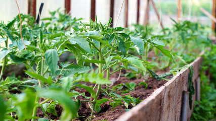 Tomato plants in hothouse