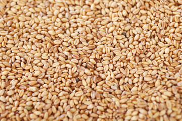 Wheat close-up